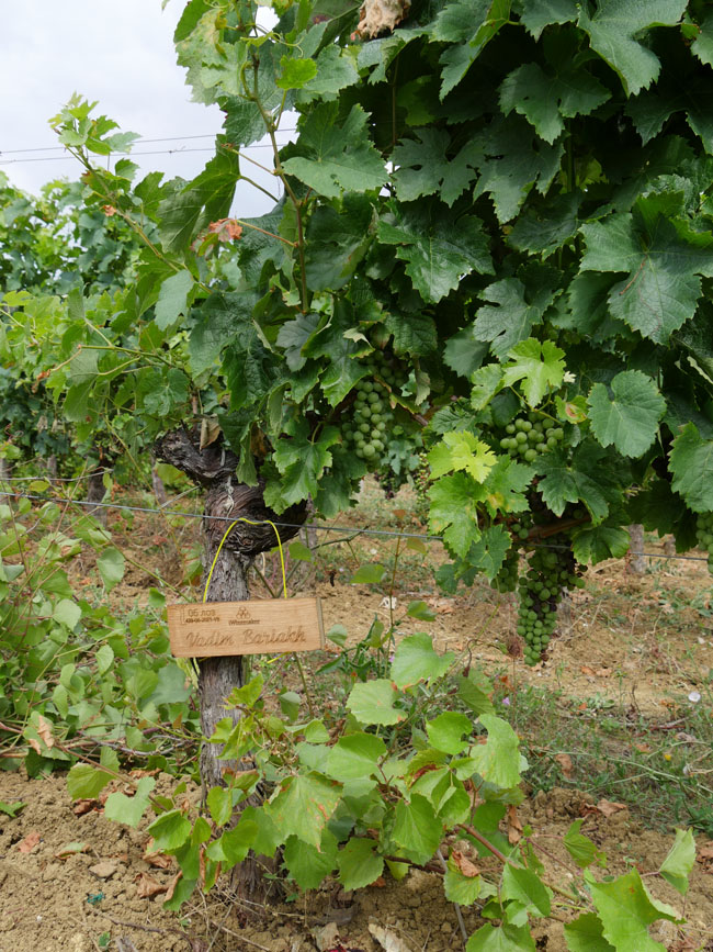 Виноградник на урожай